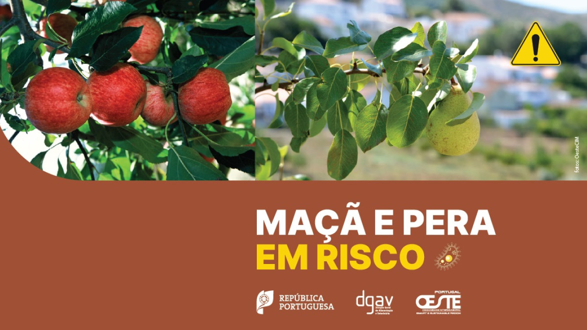 Imagem ilustrativa: Maçã e Pera em risco com praga de Fogo Bacteriano