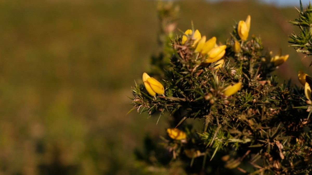 Imagem ilustrativa: Atividade “Flora na Serra do Socorro: Biodiversidade e Tecnologia”
