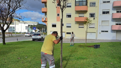 Imagem ilustrativa: Plantação de 152 árvores reforça ambiente e sustentabilidade no concelho de Torres Vedras