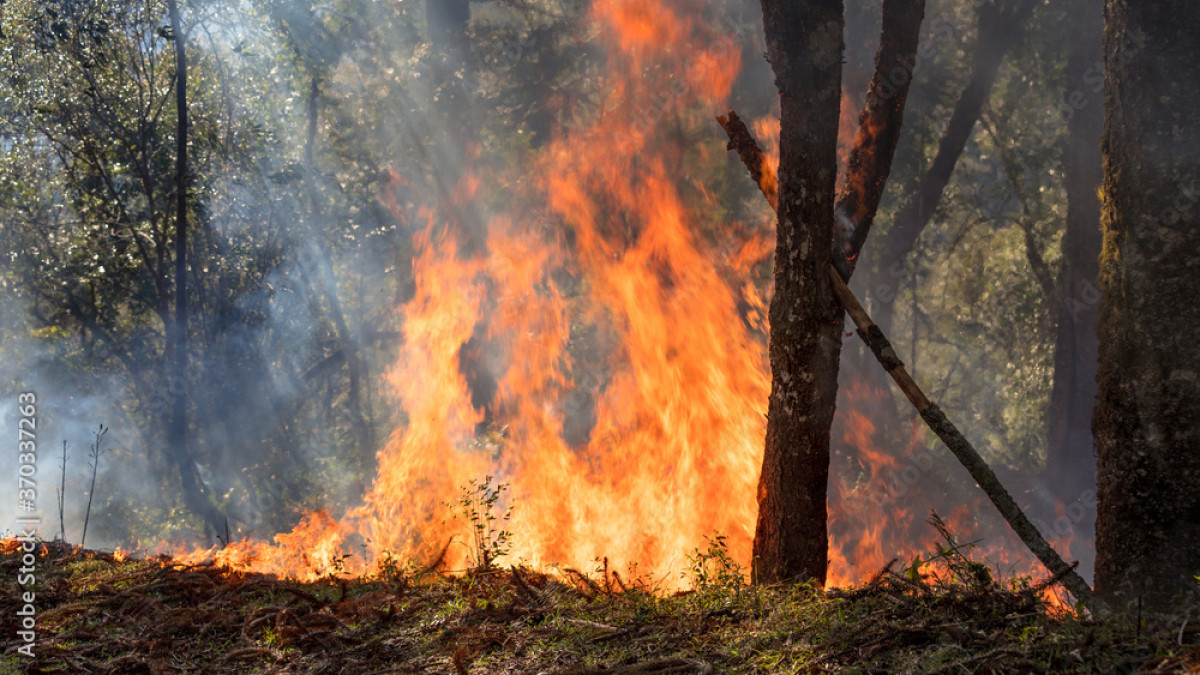 Imagem ilustrativa: PJ deteve homem que ateou oito incêndios nos concelhos de Cadaval e Caldas da Rainha
