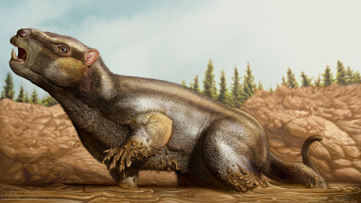 Imagem ilustrativa: Cambelodon torreensis: uma nova espécie de mamífero do Jurássico superior de Torres Vedras